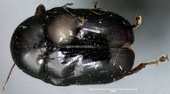Media type: image; Entomology 20024   Aspect: habitus dorsal view